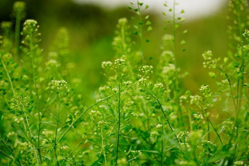 couvert-vegetal-cameline