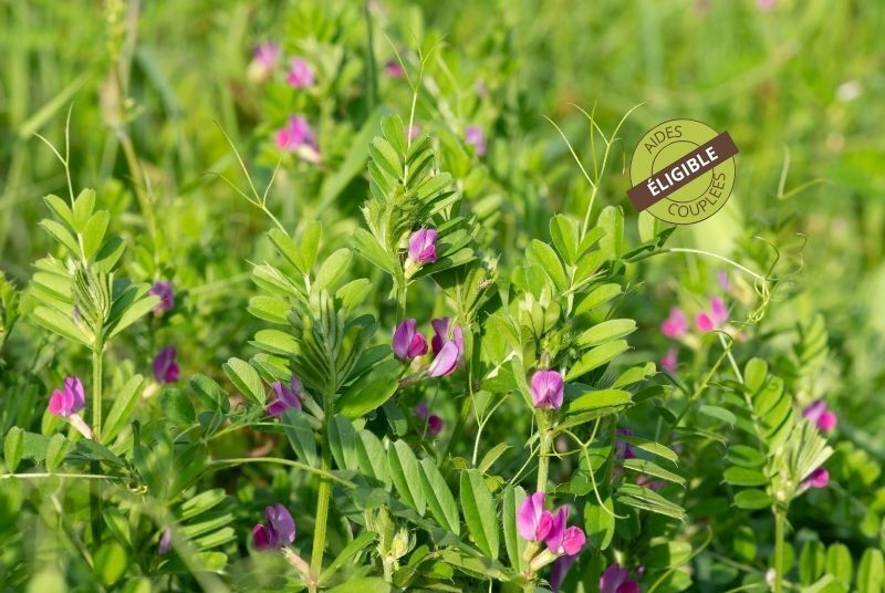 couvert-vegetal-fourragere-vesce-commune-printemps