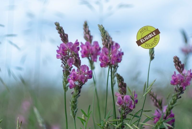 fourragere-sainfoin