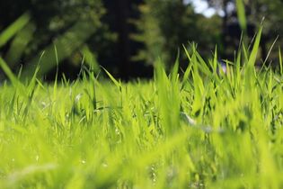 couvert-vegetal-fourragere-fetuque-elevee