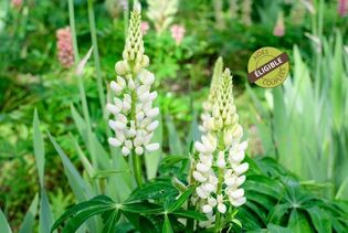 couvert-vegetal-fourragere-lupin-blanc