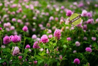 couvert-vegetal-fourragere-trefle-violet-diploide